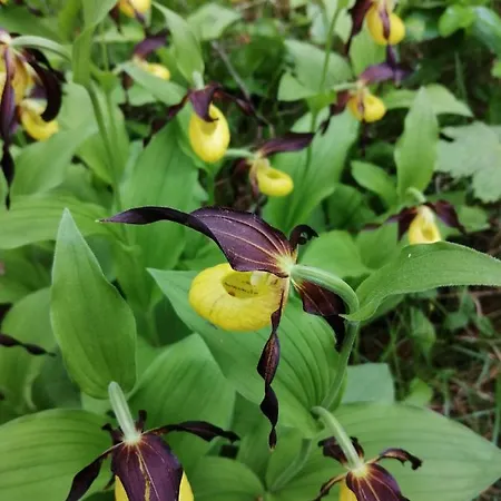 4 Διαμέρισμα Santa Isabel