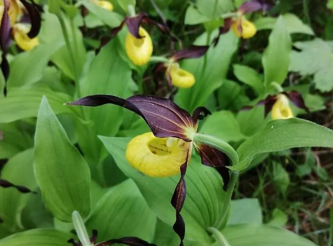 4 Apartment Stanzach